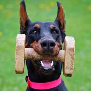 Doberman dog holding a chew toy